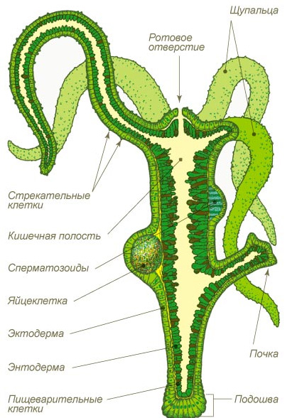 Канал кракен